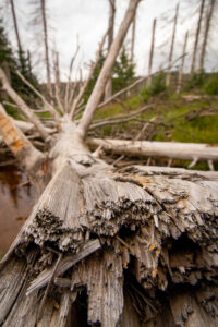 Oderteich_13