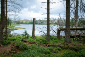 Oderteich_6