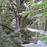 Ivenacker-10