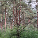 nationalpark-7