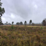 ruppinerheide-5