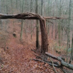 Trifels-3