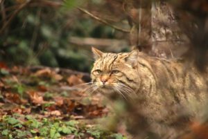 Wildkatze-1
