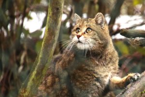 Wildkatze-2