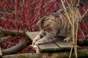 Wildkatze-4