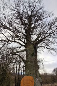 Hainich-4